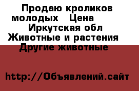 Продаю кроликов молодых › Цена ­ 450 - Иркутская обл. Животные и растения » Другие животные   